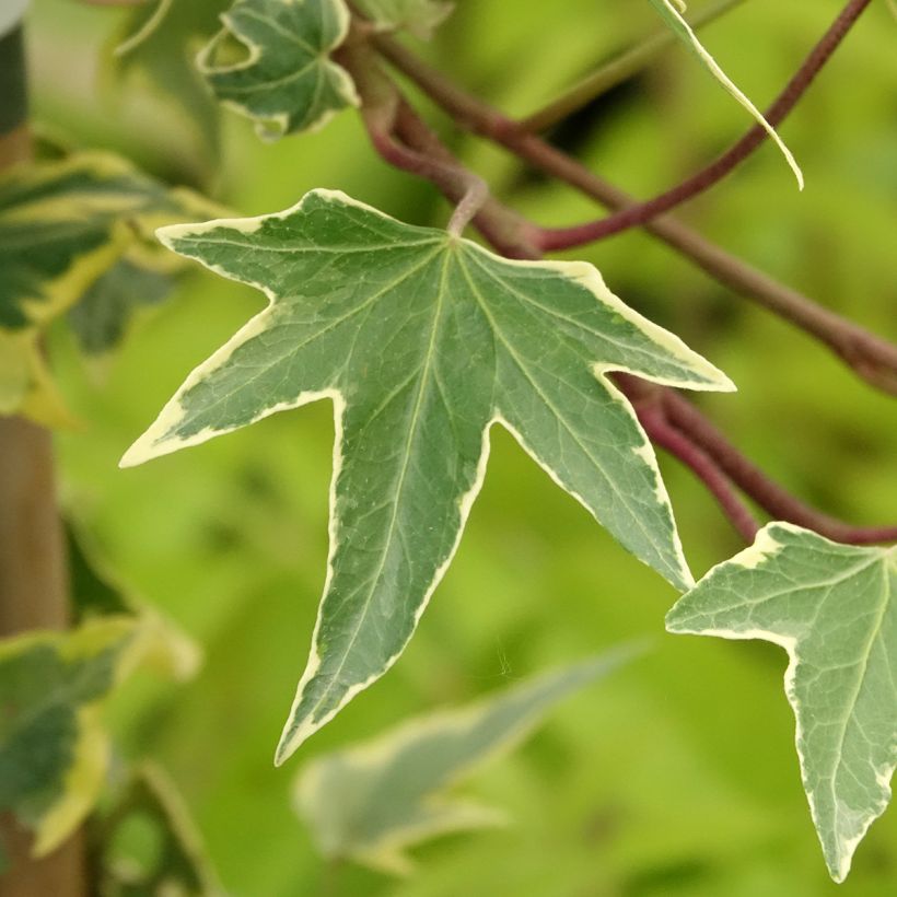 Hedera Yellow Ripple - Klimop (Blad)