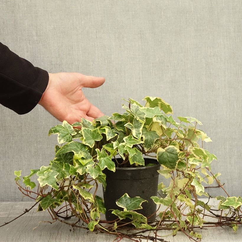 Exemplaar van Hedera Yellow Ripple - Klimop Pot van 1,5 l/2 l zoals geleverd in de herfst
