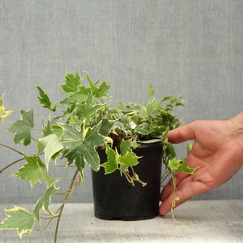 Exemplaar van Hedera Yellow Ripple - Klimop Pot van 1,5 l/2 l zoals geleverd in de lente