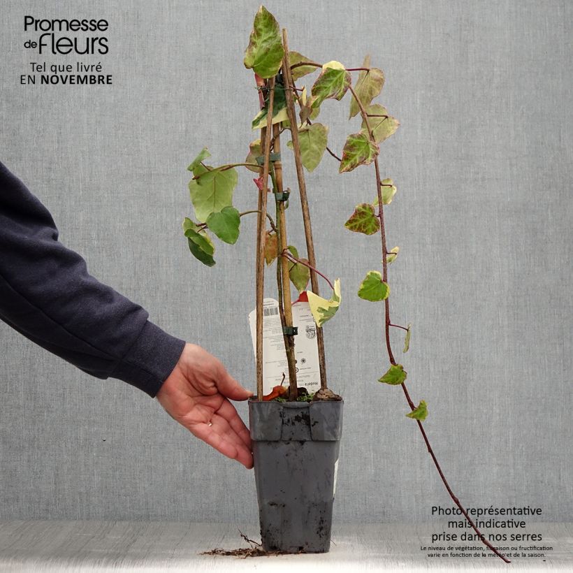 Exemplaar van Hedera colchica Dentata Variegata - Colchische klimop Pot van 1 l/1,5 l zoals geleverd in de herfst
