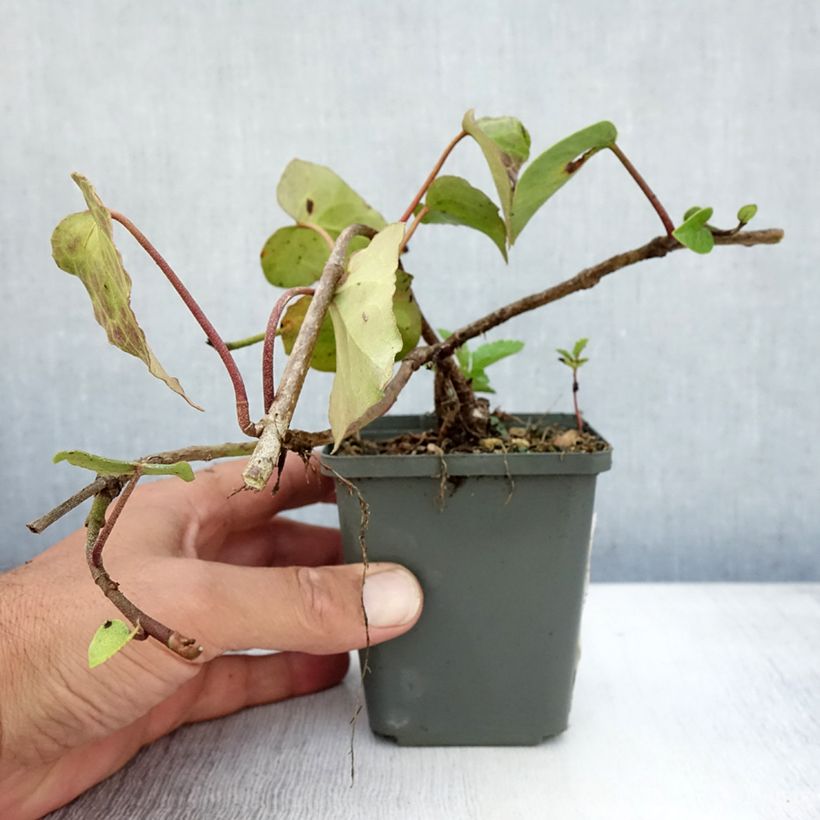 Exemplaar van Hedera colchica - Colchische klimop Kweekpotje van 8/9 cm zoals geleverd in de zomer