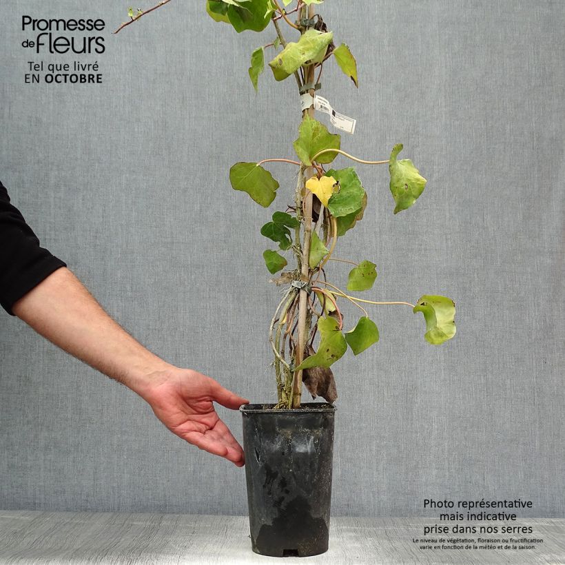 Exemplaar van Hedera colchica - Colchische klimop Pot van 2 l/3 l zoals geleverd in de herfst