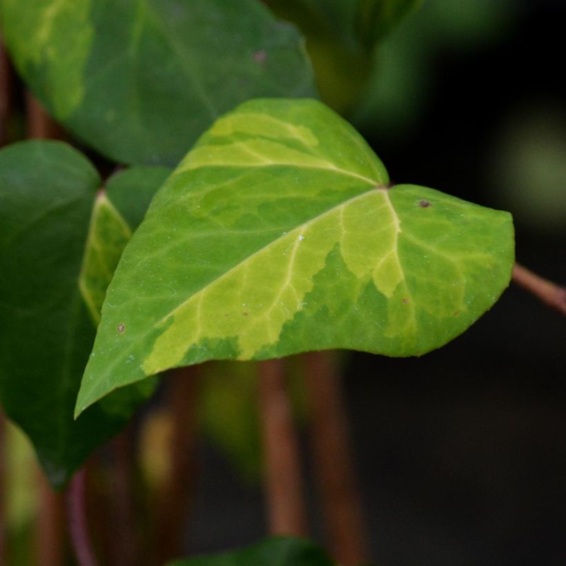Hedera colchica Sulphur Heart - Colchische klimop (Blad)