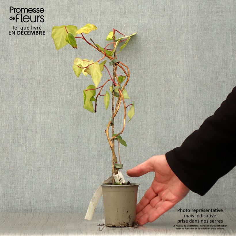Exemplaar van Hedera colchica Sulphur Heart - Colchische klimop Kweekpotje van 8/9 cm zoals geleverd in de herfst
