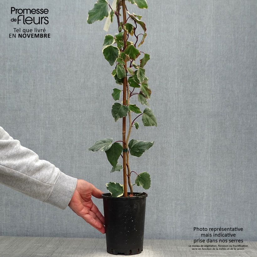 Exemplaar van Hedera algeriensis Gloire de Marengo - Algerijnse klimop Pot van 2 l/3 l zoals geleverd in de herfst