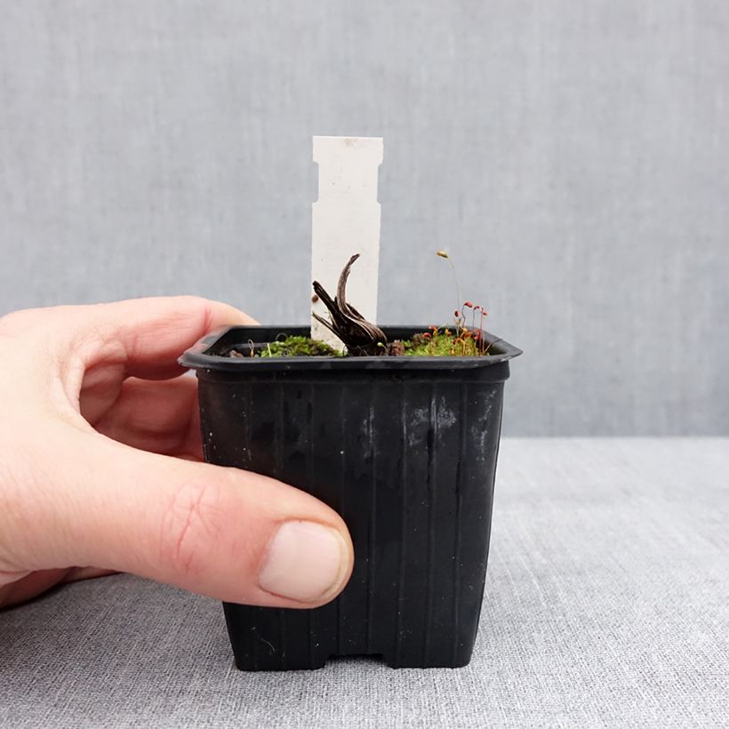 Exemplaar van Ligulaire - Ligularia japonica Rising Sun Godet de 8/9 cm zoals geleverd in de winter