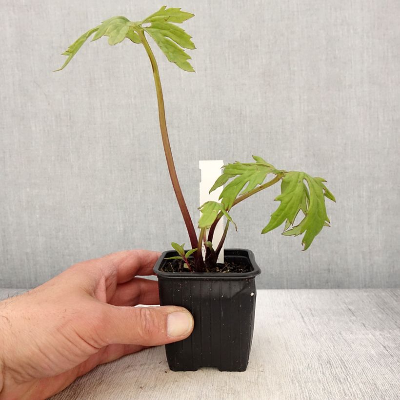 Exemplaar van Ligularia japonica Rising Sun - Kruiskruid Kweekpotje van 8/9 cm zoals geleverd in de lente