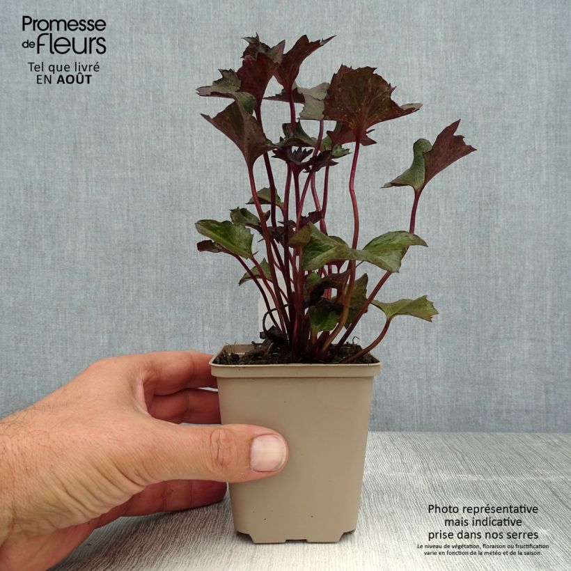 Exemplaar van Ligularia Osiris Cafe Noir - Kruiskruid Kweekpotje van 8/9 cm zoals geleverd in de zomer