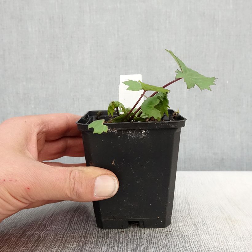 Example of Ligularia stenocephala Little Rocket - Kruiskruid Kweekpotje van 8/9 cm as you get in printemps