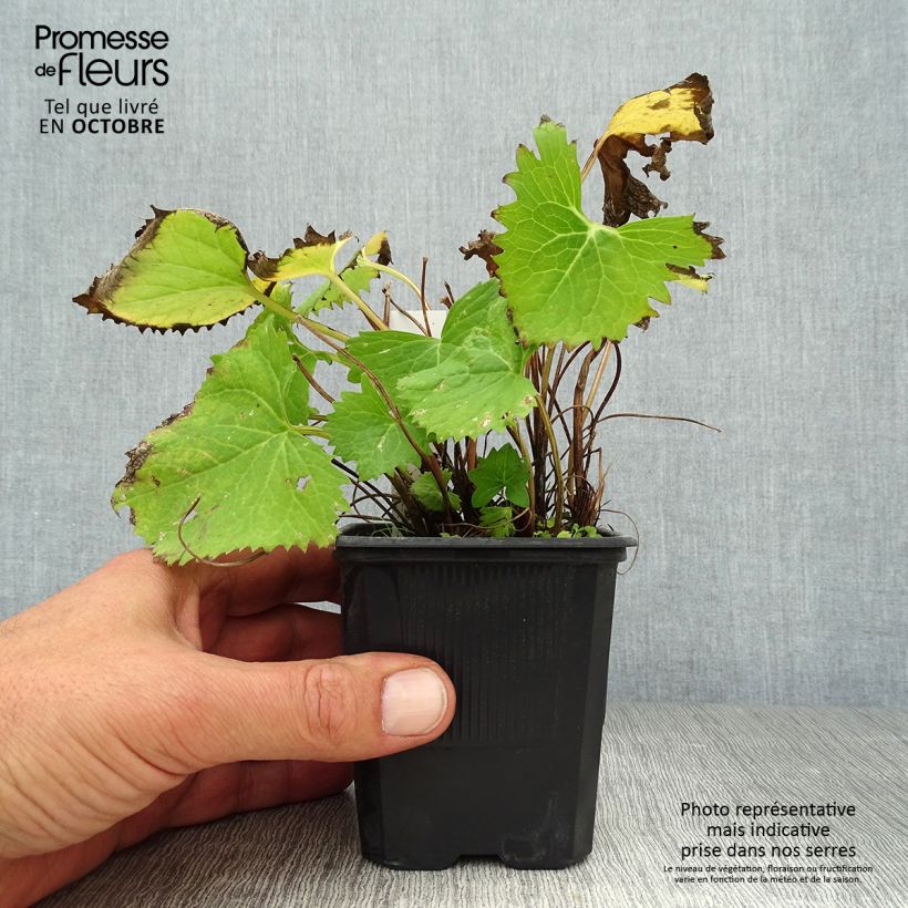 Exemplaar van Ligularia stenocephala The Rocket - Kruiskruid Kweekpotje van 8/9 cm zoals geleverd in de herfst