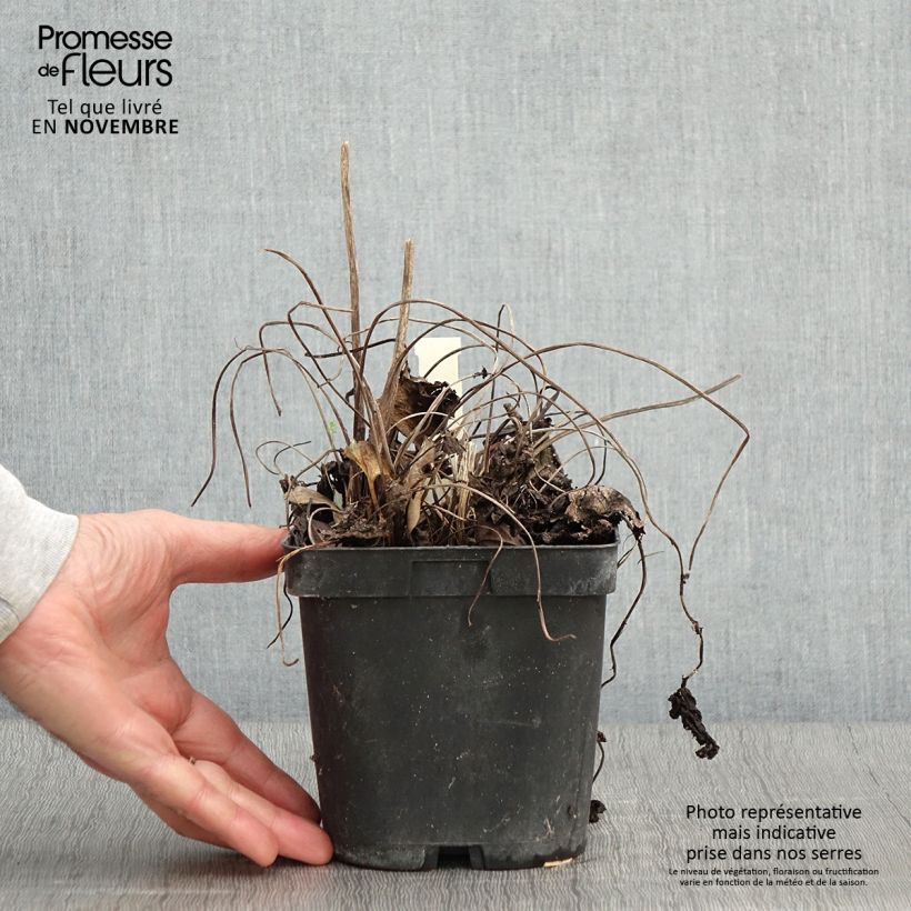 Exemplaar van Ligularia stenocephala The Rocket - Kruiskruid Pot van 2 l/3 l zoals geleverd in de herfst
