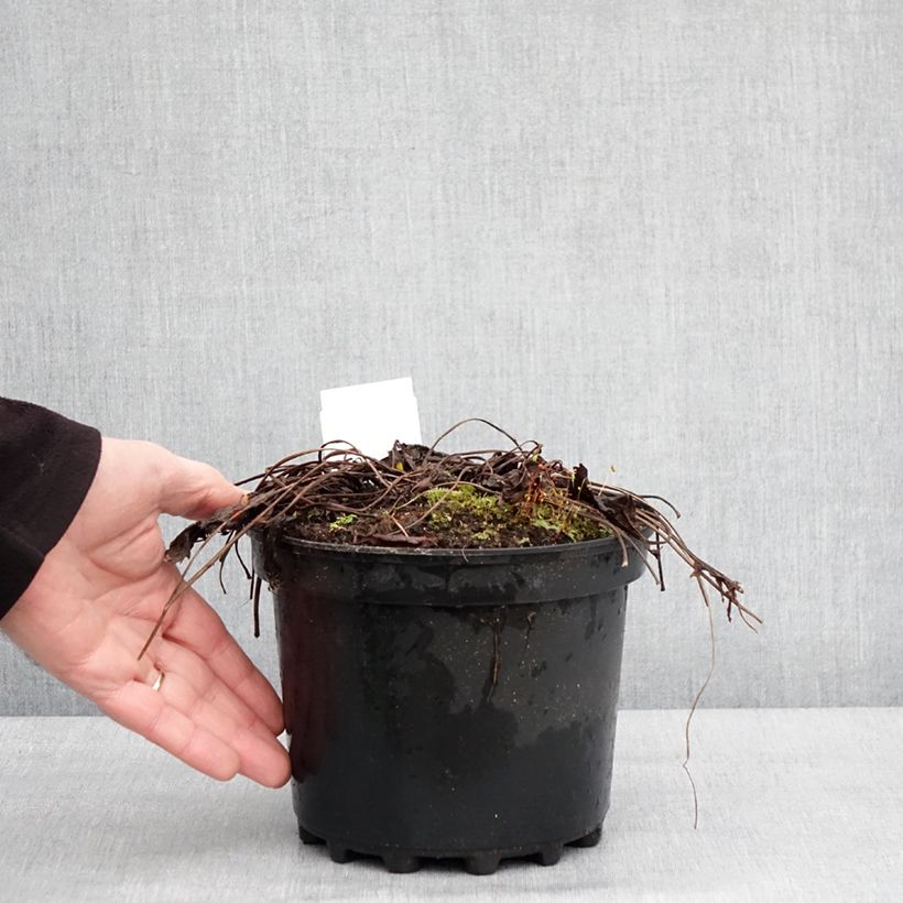 Exemplaar van Ligulaire - Ligularia stenocephala The Rocket Pot de 2L/3L zoals geleverd in de winter