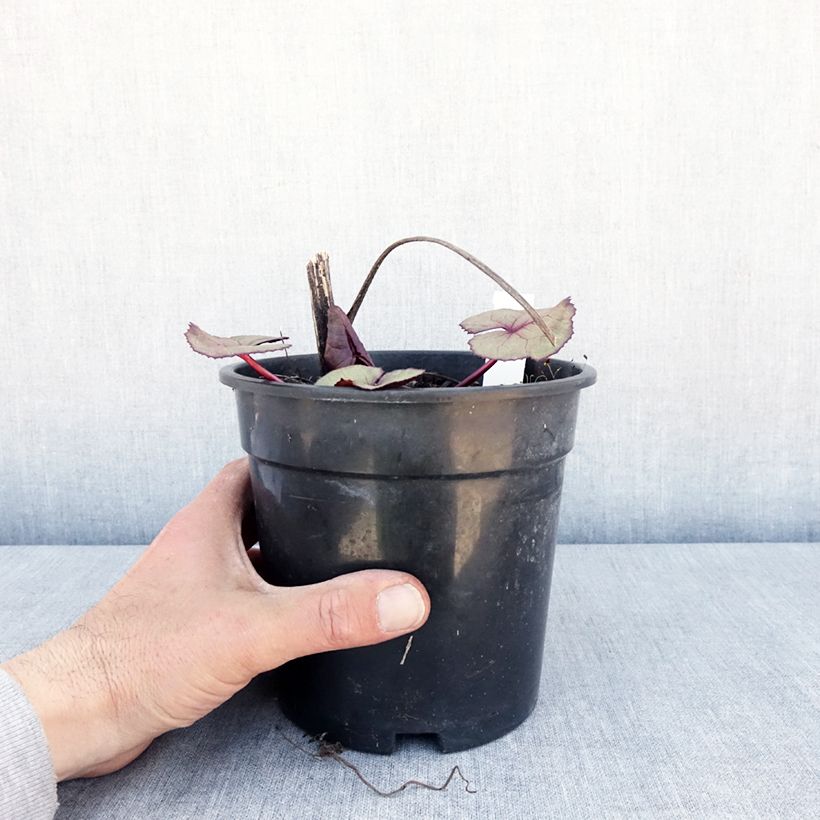 Exemplaar van Ligularia dentata Garden Confetti - Kruiskruid Pot van 2 l/3 l zoals geleverd in de lente