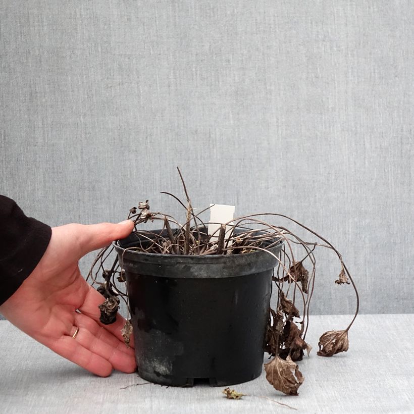 Exemplaar van Ligularia dentata Othello - Ligulaire Pot de 2L/3L zoals geleverd in de winter