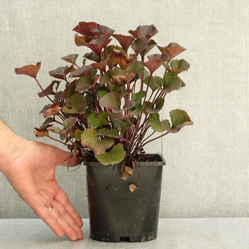 Exemplaar van Ligularia dentata Pandora - Kruiskruid Pot van 2 l/3 l zoals geleverd in de zomer
