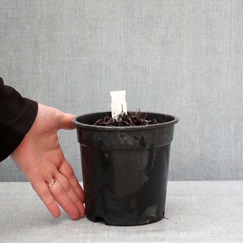 Exemplaar van Ligularia dentata Little Golden Ray - Kruiskruid Pot van 2 l/3 l zoals geleverd in de winter