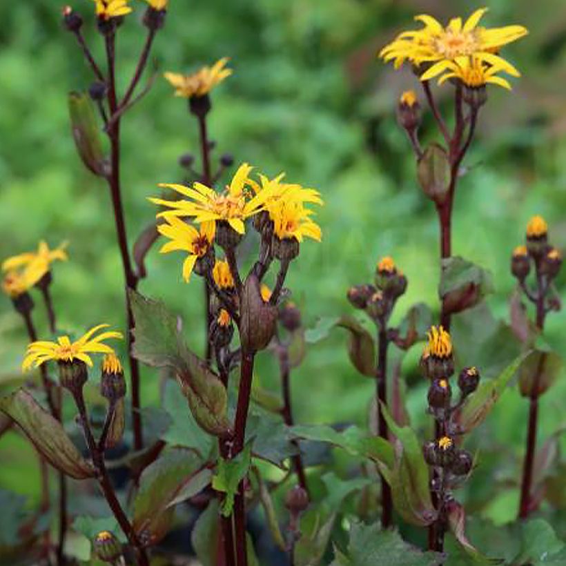 Ligularia dentata Little Golden Ray - Kruiskruid (Groeiplaats)