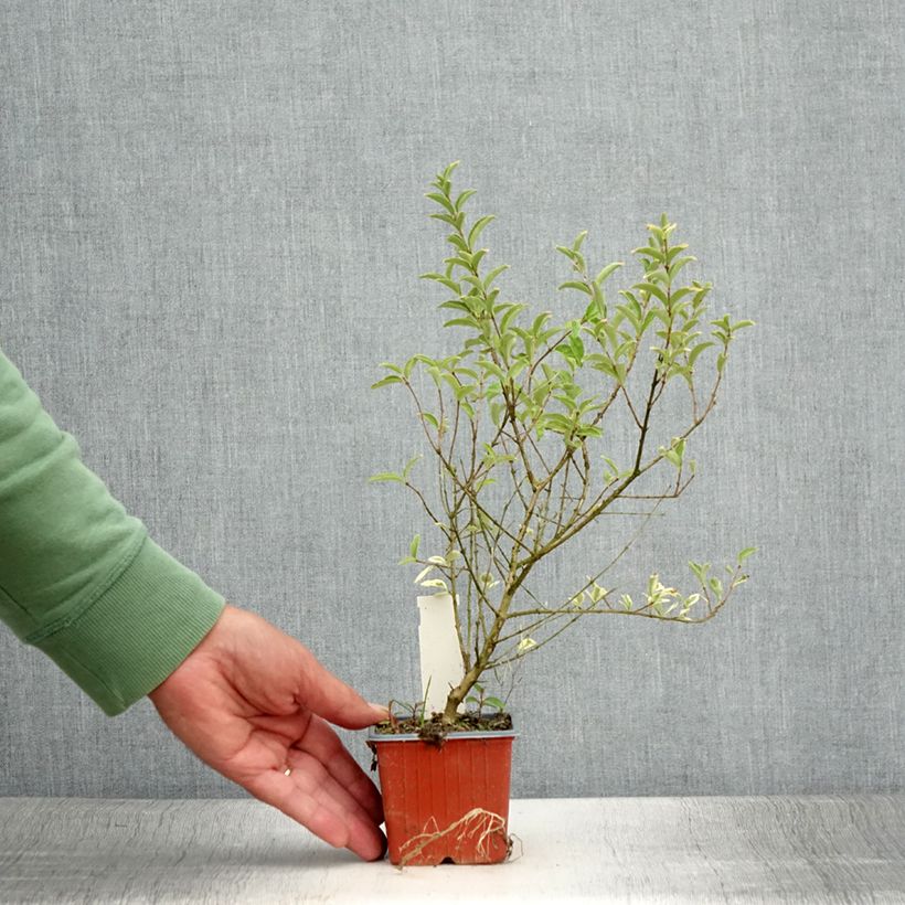 Exemplaar van Ligustrum ibota Musli - Liguster Kweekpotje van 8/9 cm zoals geleverd in de zomer