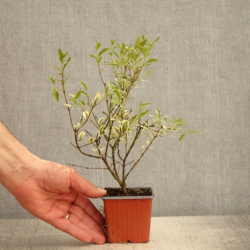 Exemplaar van Ligustrum ibota Musli - Liguster Kweekpotje van 8/9 cm zoals geleverd in de lente