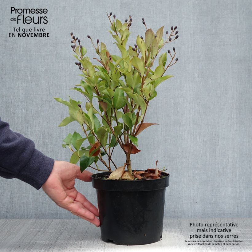 Exemplaar van Ligustrum japonicum Green Century - Japanse liguster Pot van 2 l/3 l zoals geleverd in de herfst