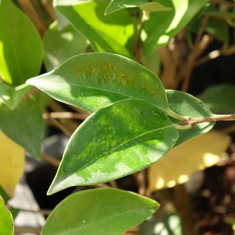 Ligustrum japonicum Korean Dwarf - Japanse liguster (Blad)