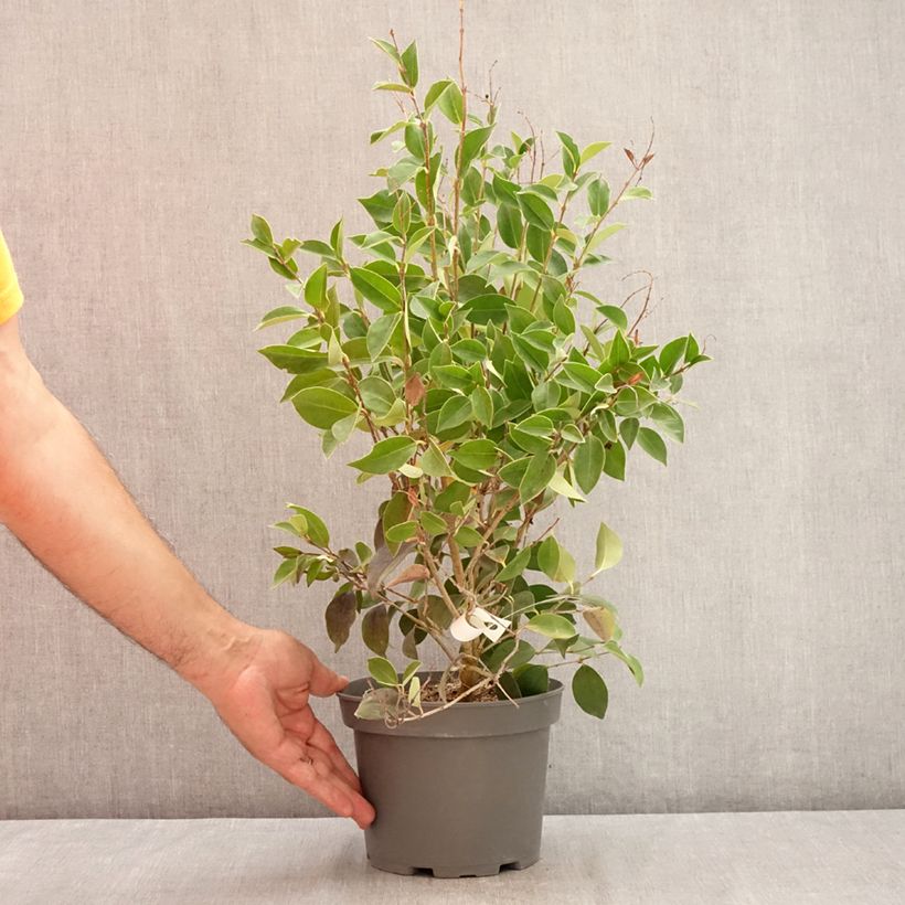 Exemplaar van Ligustrum japonicum Korean Dwarf - Japanse liguster Pot van 3 l/4 l zoals geleverd in de zomer