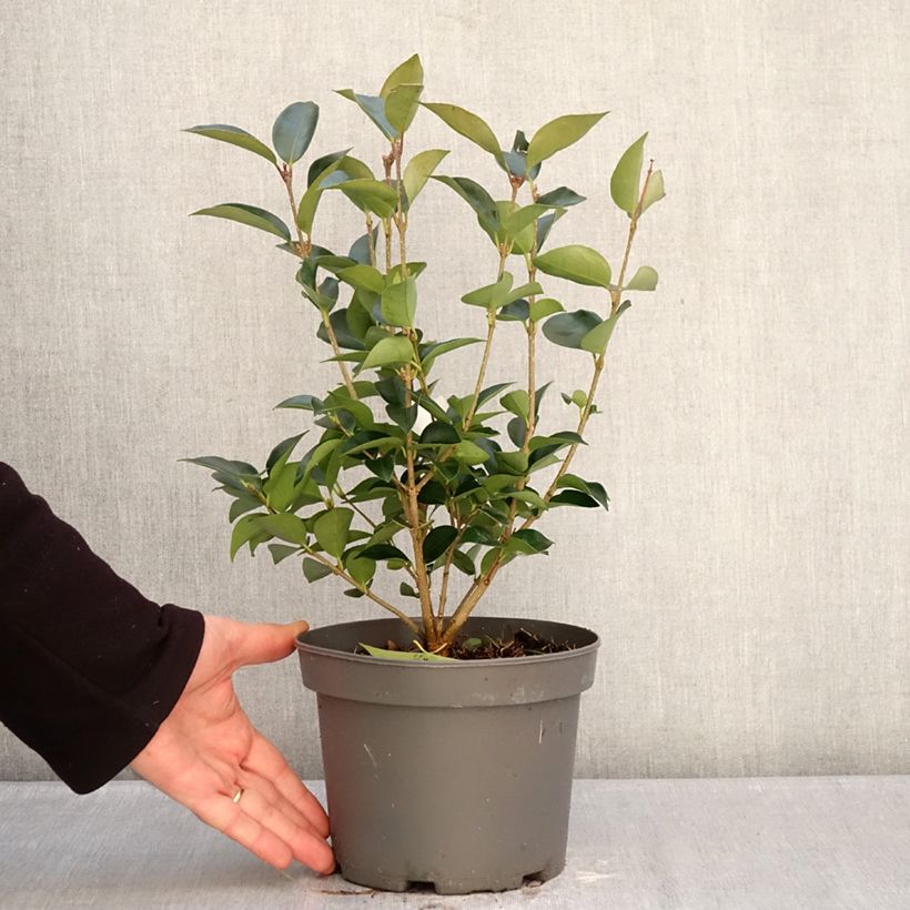Example of Ligustrum japonicum Korean Dwarf - Japanse liguster Pot van 3 l/4 l as you get in hiver