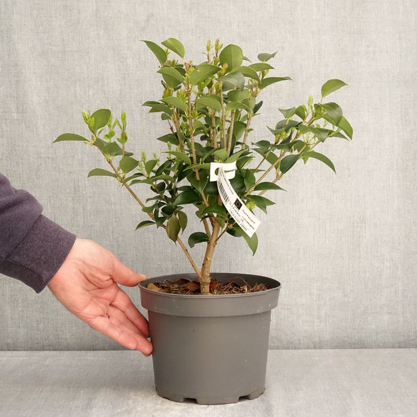 Exemplaar van Ligustrum japonicum Korean Dwarf - Japanse liguster Pot van 3 l/4 l zoals geleverd in de lente