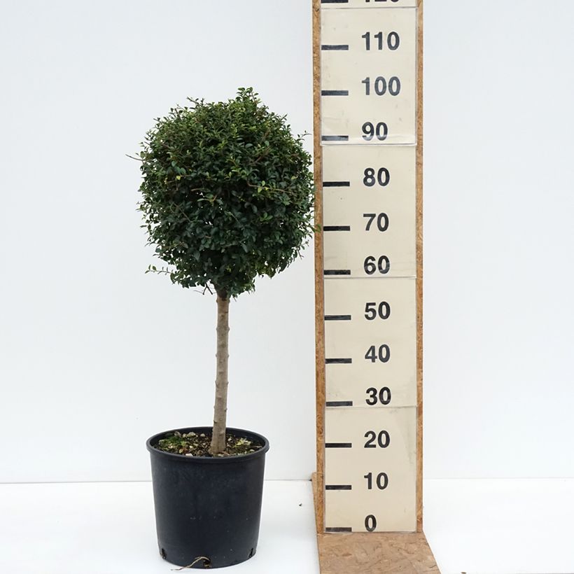 Exemplaar van Ligustrum jonandrum - Liguster Pot van 12 l/15 l, Kwartstam zoals geleverd in de herfst