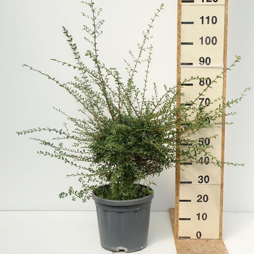 Exemplaar van Ligustrum jonandrum - Liguster Pot van 12 l/15 l, Kwartstam zoals geleverd in de zomer