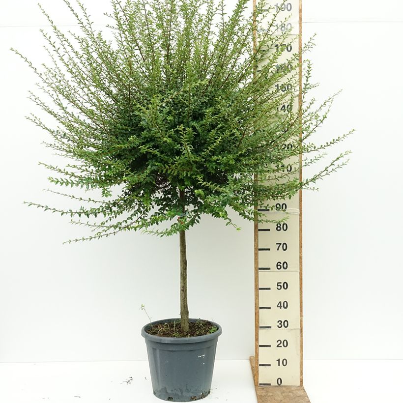 Exemplaar van Ligustrum jonandrum - Liguster Pot van 20 l/25 l, Half-hoge stam zoals geleverd in de zomer