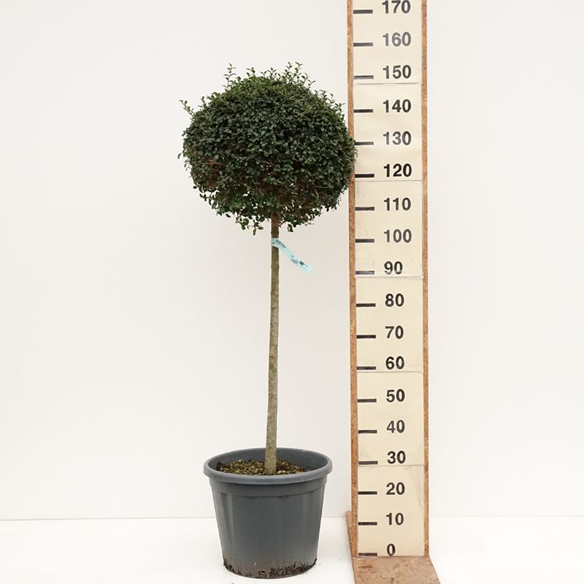 Example of Ligustrum jonandrum - Liguster Pot van 20 l/25 l, Half-hoge stam as you get in hiver