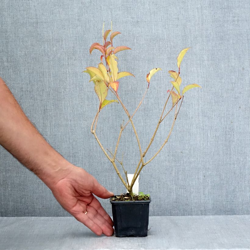 Exemplaar van Ligustrum lucidum Green Screen - Chinese liguster Kweekpotje van 8/9 cm zoals geleverd in de herfst