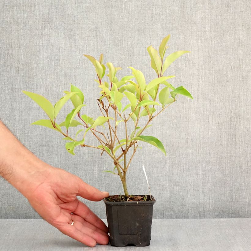 Exemplaar van Ligustrum lucidum Green Screen - Chinese liguster Kweekpotje van 8/9 cm zoals geleverd in de zomer