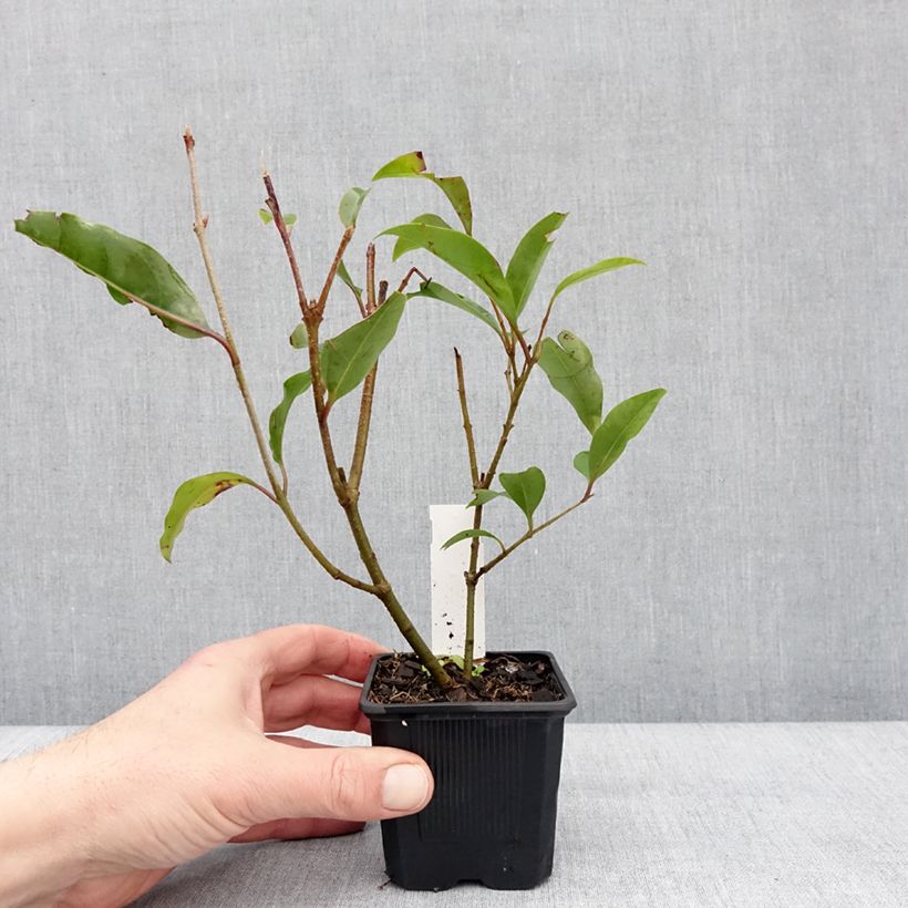 Exemplaar van Ligustrum lucidum Green Screen - Chinese liguster Kweekpotje van 8/9 cm zoals geleverd in de winter