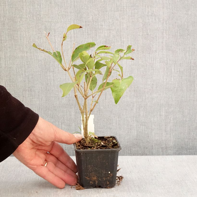 Exemplaar van Ligustrum lucidum Green Screen - Chinese liguster Kweekpotje van 8/9 cm zoals geleverd in de lente