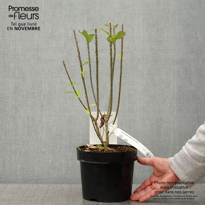 Exemplaar van Ligustrum vulgare Straight Talk - Wilde liguster Pot van 3 l/4 l zoals geleverd in de herfst