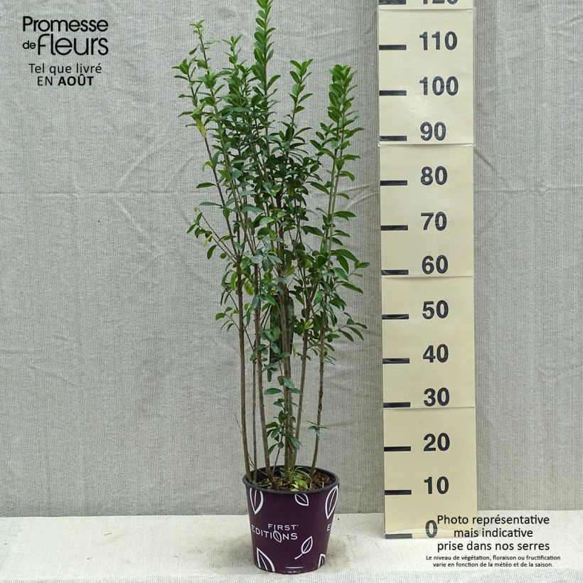 Exemplaar van Ligustrum vulgare Straight Talk - Wilde liguster Pot van 3 l/4 l zoals geleverd in de zomer