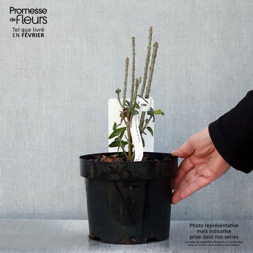 Exemplaar van Ligustrum vulgare Straight Talk - Wilde liguster Pot van 3 l/4 l zoals geleverd in de winter