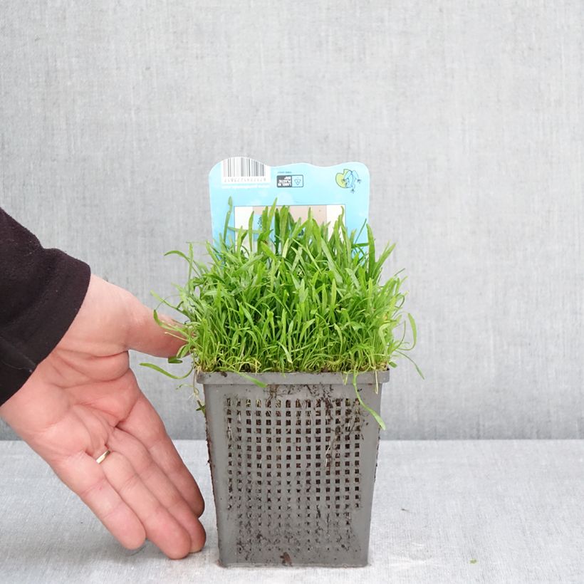 Exemplaar van Lilaeopsis brasiliensis - Braziliaanse grasplant Pot van 1 l/1,5 l zoals geleverd in de lente