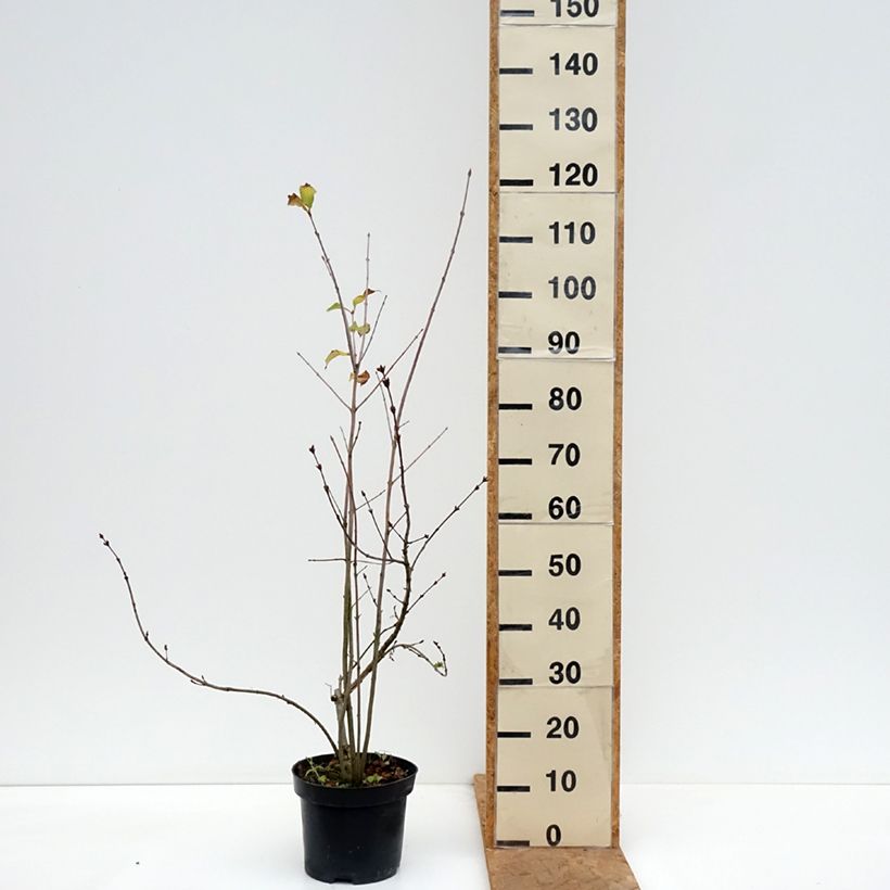Exemplaar van Syringa pinnatifolia - Sering Pot van 4 l/5 l zoals geleverd in de herfst