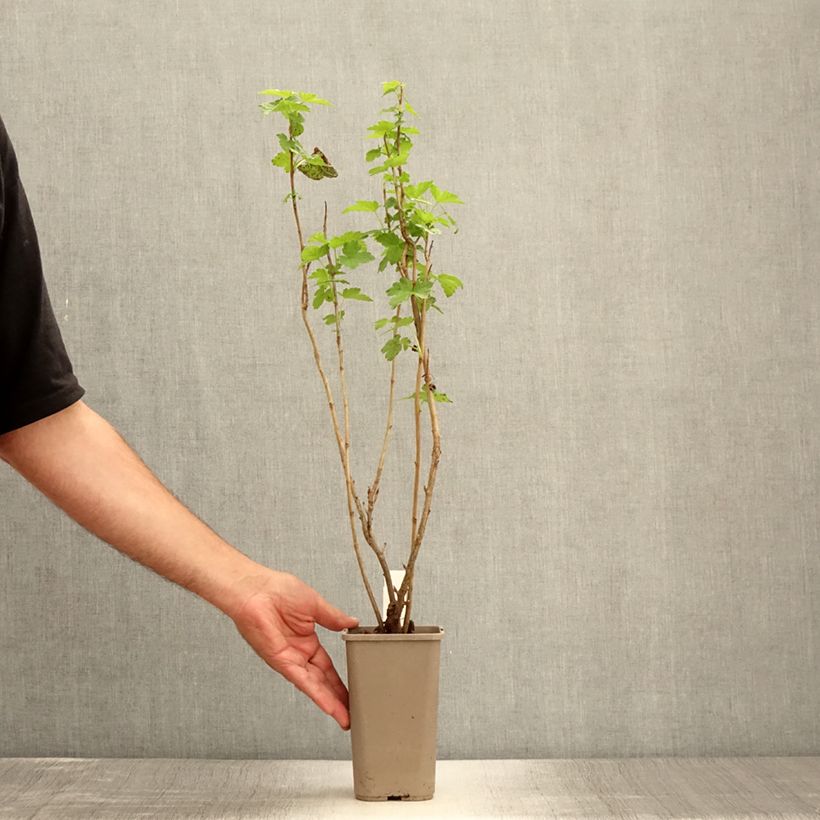 Exemplaar van Syringa pinnatifolia - Sering Pot van 4 l/5 l zoals geleverd in de zomer