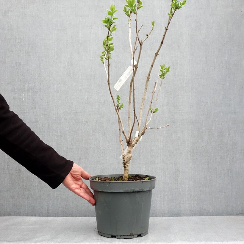 Example of Syringa hyacinthiflora Esther Staley - Sering Pot van 12 l/15 l, Struik as you get in printemps