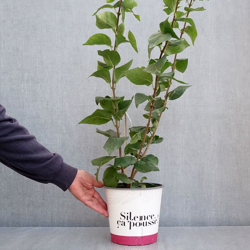 Exemplaar van Syringa hyacinthiflora Maidens Blush - Gewone sering Pot van 4 l/5 l, Struik zoals geleverd in de herfst