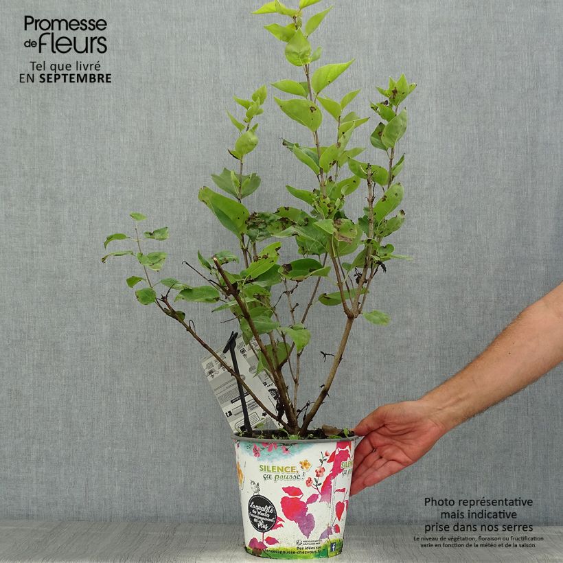 Exemplaar van Syringa hyacinthiflora Maidens Blush - Gewone sering Pot van 4 l/5 l, Struik zoals geleverd in de zomer