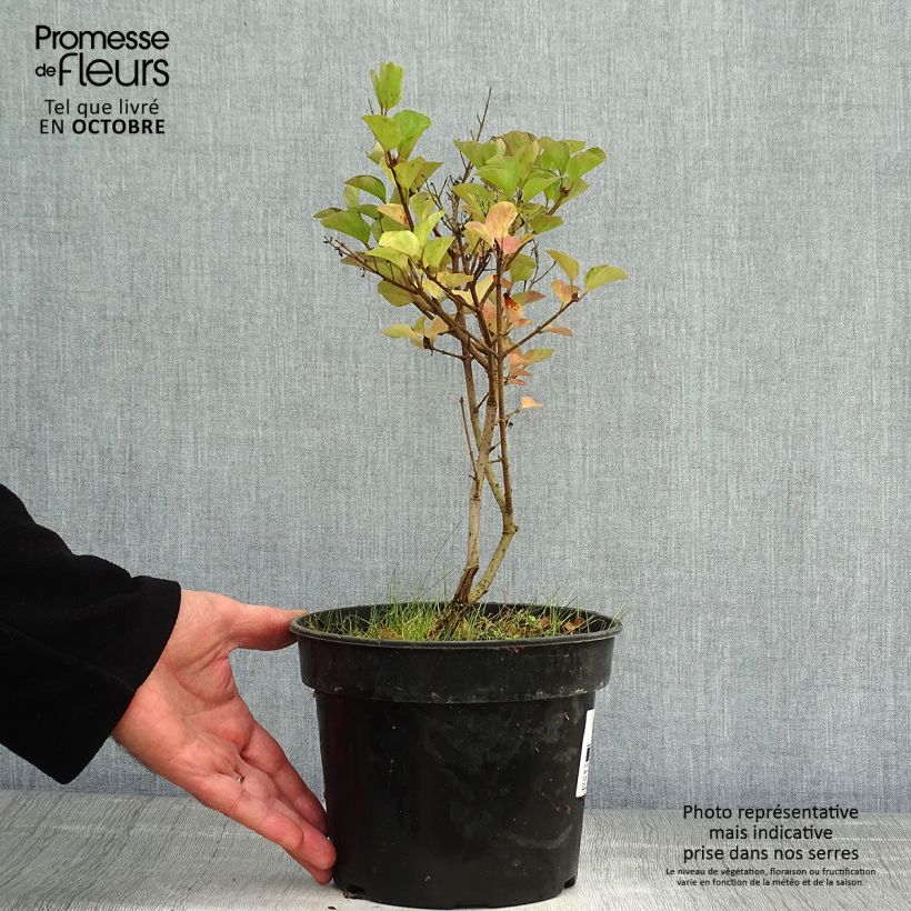 Exemplaar van Syringa Red Pixie - Dwergsering Pot van 3 l/4 l zoals geleverd in de herfst
