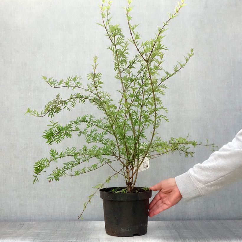 Exemplaar van Syringa afghanica - Perzische sering Pot van 4 l/5 l zoals geleverd in de zomer
