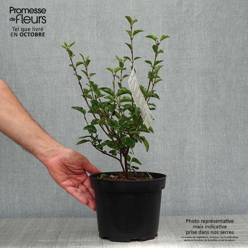 Exemplaar van Syringa Bloomerang Dark Purple - Dwergsering Pot van 3 l/4 l zoals geleverd in de herfst