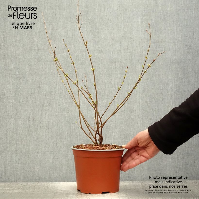 Exemplaar van Syringa Pink Perfume - Dwergsering Pot van 2 l/3 l zoals geleverd in de lente