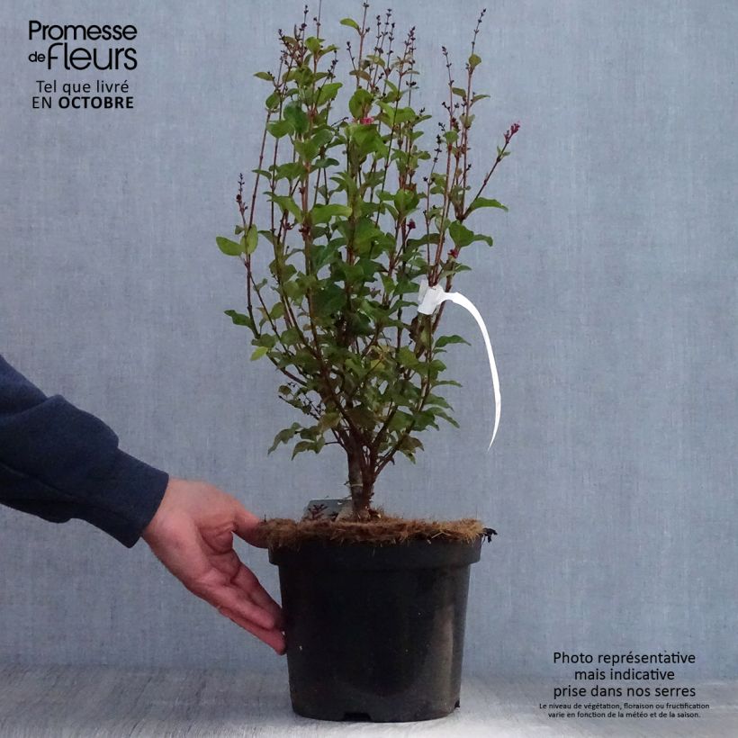 Exemplaar van Syringa Pink Perfume - Dwergsering Pot van 2 l/3 l zoals geleverd in de herfst